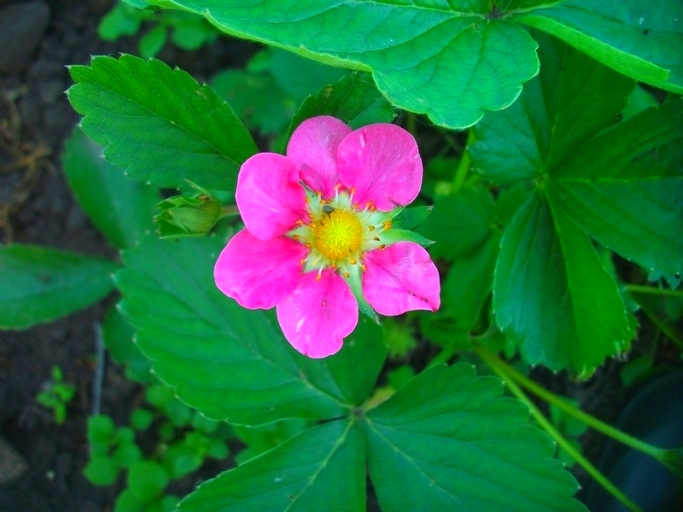 Ремонтантная клубника (земляника) с розывыми цветками фото