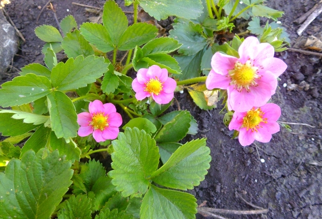 Ремонтантная клубника (земляника) с розывыми цветками фото
